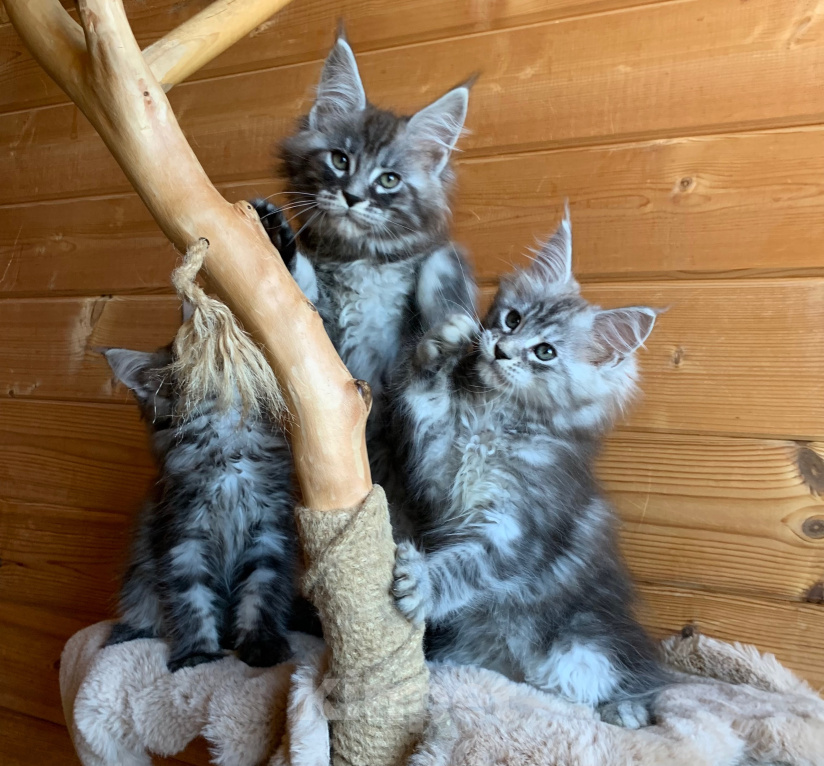 Кошки в Санкт-Петербурге: Котята мейн кун из питомника Девочка, 20 000 руб. - фото 3