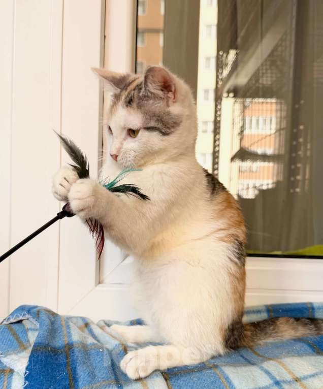 Кошки в Москве: Трехцветная котенок Зефирка в добрые руки Девочка, Бесплатно - фото 5