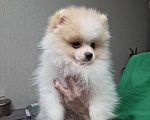 Собаки в Челябинске: Померанский шпиц мальчик Мальчик, Бесплатно - фото 1
