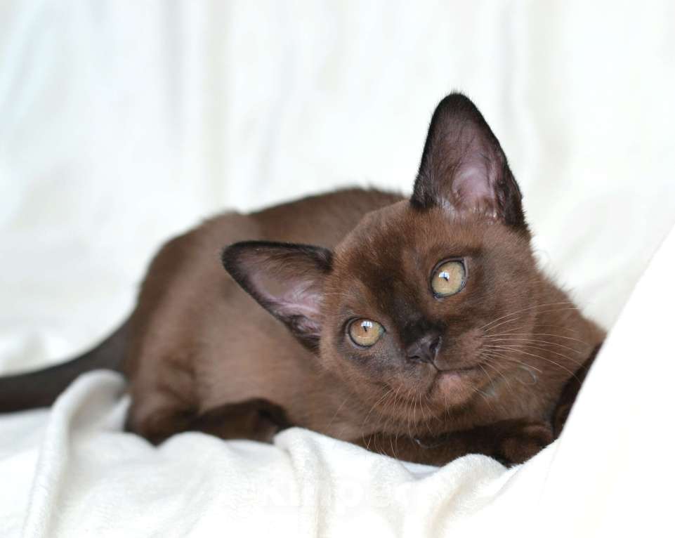 Кошки в Пензе: Бурмята Девочка, 30 000 руб. - фото 3