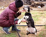 Собаки в Москве: Аляска, 1.5 года Девочка, Бесплатно - фото 10