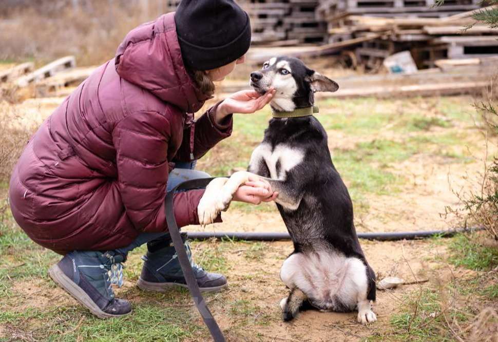 Собаки в Москве: Аляска, 1.5 года Девочка, Бесплатно - фото 10