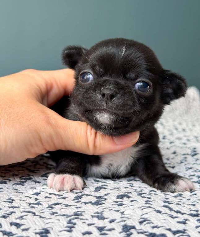 Собаки в Москве: Кукольный чёрный мальчик  Мальчик, 50 000 руб. - фото 2