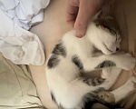 Кошки в Красногорске: Ищем дом для котенка Девочка, Бесплатно - фото 1