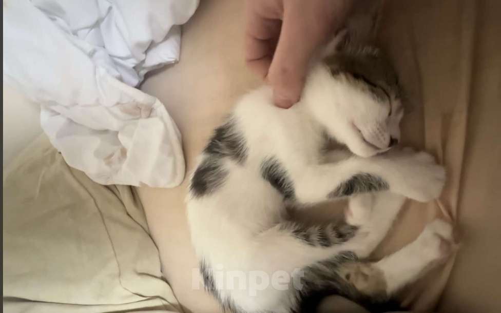 Кошки в Красногорске: Ищем дом для котенка Девочка, Бесплатно - фото 1