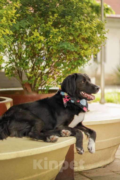 Собаки в Москве: Шоколадный Спаниель Лаки в добрые руки Девочка, 1 руб. - фото 6