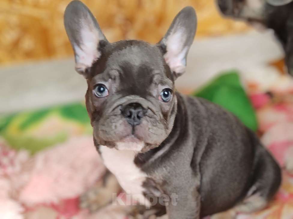 Собаки в Санкт-Петербурге: Шикарная голубая девочка Девочка, 70 000 руб. - фото 3