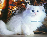 Кошки в Ульяновске: Купить котёнка!  Девочка, 2 руб. - фото 1