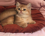 Кошки в Касимове: Британские котята., 50 000 руб. - фото 2
