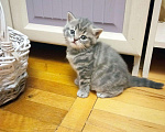 Кошки в Малмыже: Шотландские котята, 5 000 руб. - фото 2