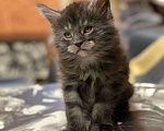 Кошки в Ливны: Малявочки, 20 000 руб. - фото 2