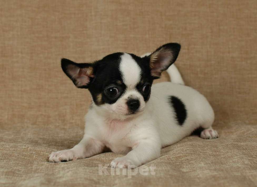 Собаки в Москве: Чихуахуа мальчишка Мальчик, 20 000 руб. - фото 4