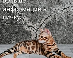 Кошки в Барнауле: Бенгальская девочка Девочка, 20 000 руб. - фото 3