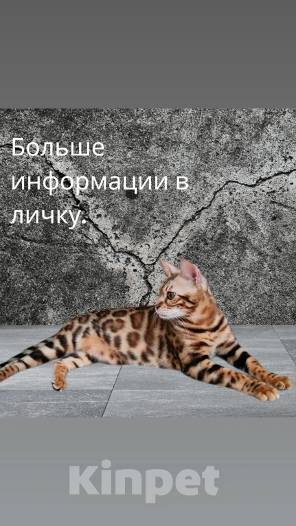 Кошки в Барнауле: Бенгальская девочка Девочка, 20 000 руб. - фото 3