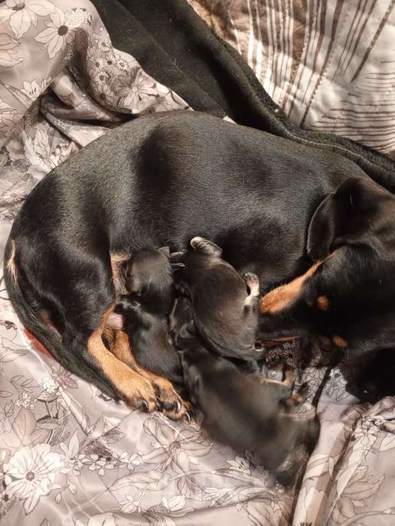 Собаки в Санкт-Петербурге: Щенок карликовой таксы короткощерстной, мальчик. Мальчик, 15 000 руб. - фото 7