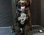Собаки в Москве: Лаготто Романьоло щенок Мальчик, 180 000 руб. - фото 3