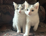 Кошки в Москве: Котенок в добрые руки Мальчик, Бесплатно - фото 3