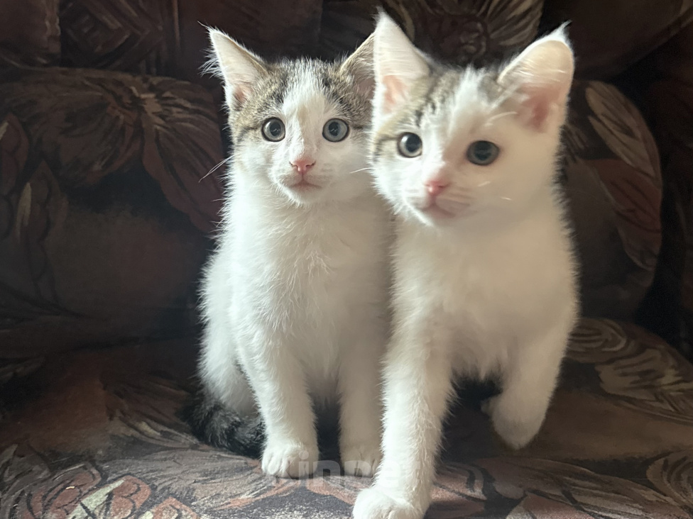 Кошки в Москве: Котенок в добрые руки Мальчик, Бесплатно - фото 3