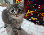 Кошки в Уфе: Котята в добрые руки Разнополые, Бесплатно - фото 2