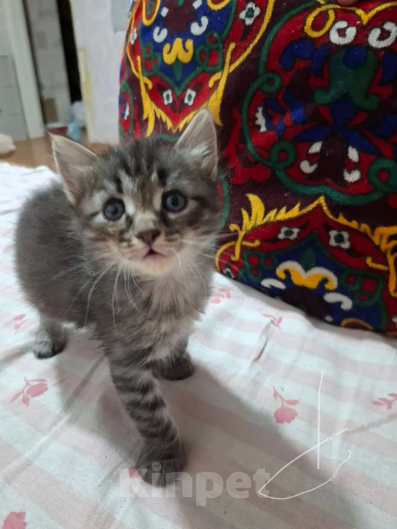 Кошки в Уфе: Котята в добрые руки Разнополые, Бесплатно - фото 2