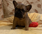 Собаки в Санкт-Петербурге: Шикарный мальчик французского бульдога Мальчик, 40 000 руб. - фото 10