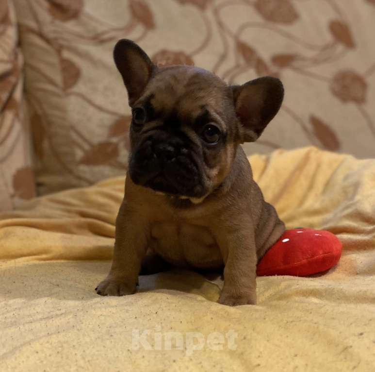 Собаки в Санкт-Петербурге: Шикарный мальчик французского бульдога Мальчик, 40 000 руб. - фото 10