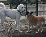 Собаки в Раменском: Норд, ~2 года, ищет семью! Мальчик, Бесплатно - фото 7