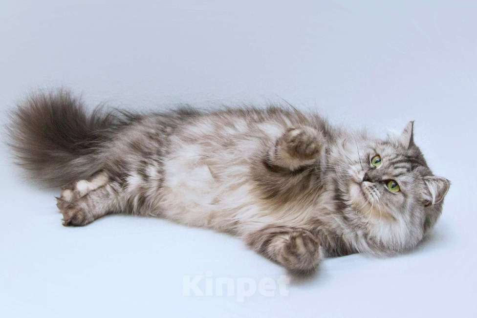 Кошки в Москве: Ласковая пушистая кошка Мисо в добрые руки Девочка, Бесплатно - фото 5