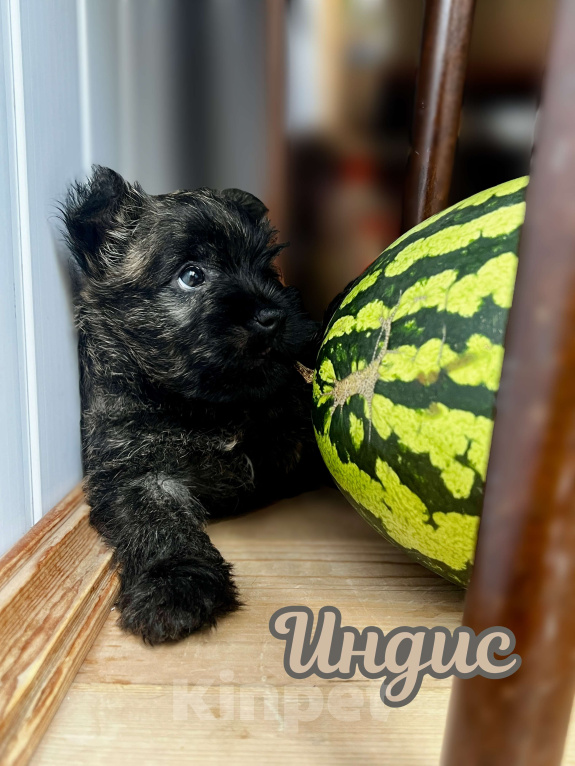 Собаки в Нижнем Новгороде: Керн-терьер Индис Девочка, 80 000 руб. - фото 2