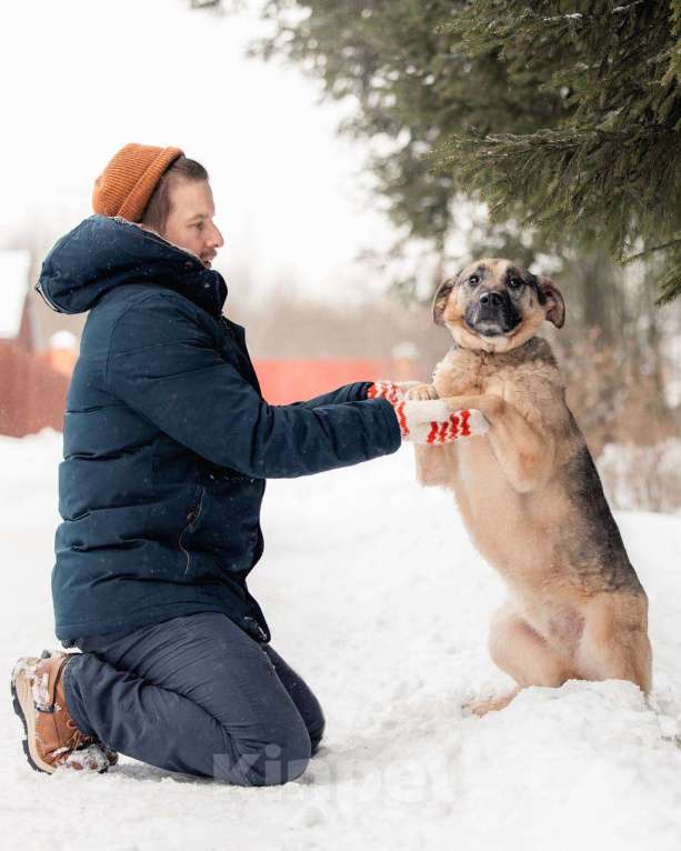 Собаки в других городах Московской области: Привет, я Малыш :) Мальчик, Бесплатно - фото 8