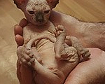 Кошки в Москве: Котенок свинкс Мальчик, 20 000 руб. - фото 3
