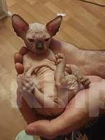 Кошки в Москве: Котенок свинкс Мальчик, 20 000 руб. - фото 3