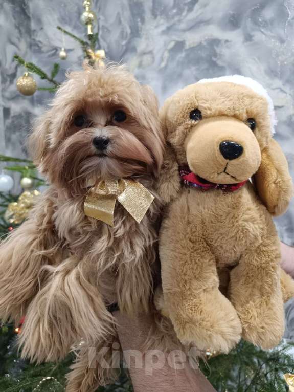 Собаки в Сергиеве Посаде: Мальтипу F1 девочка Девочка, 80 000 руб. - фото 3