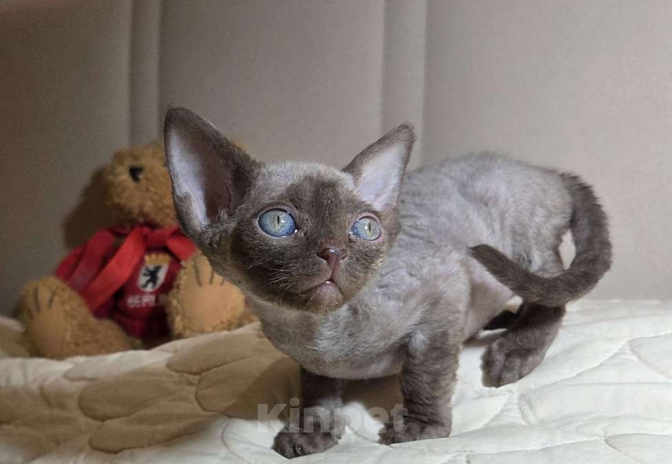 Кошки в Москве: Котенок Девон рекс Девочка, 85 000 руб. - фото 5