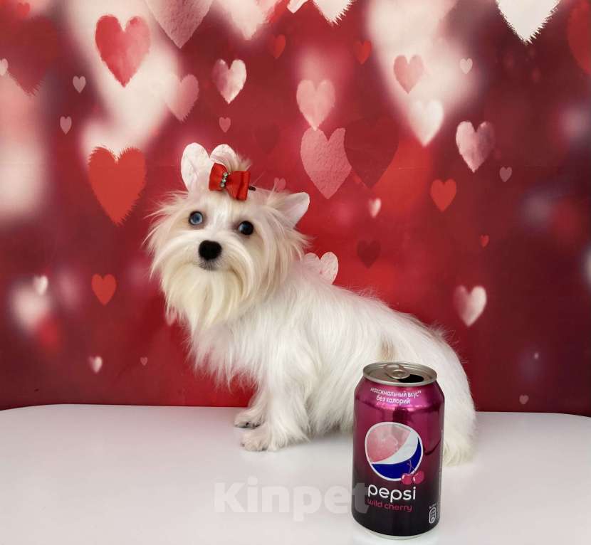 Собаки в Москве: Белый йорк девочка голубоглазая Девочка, 120 000 руб. - фото 2