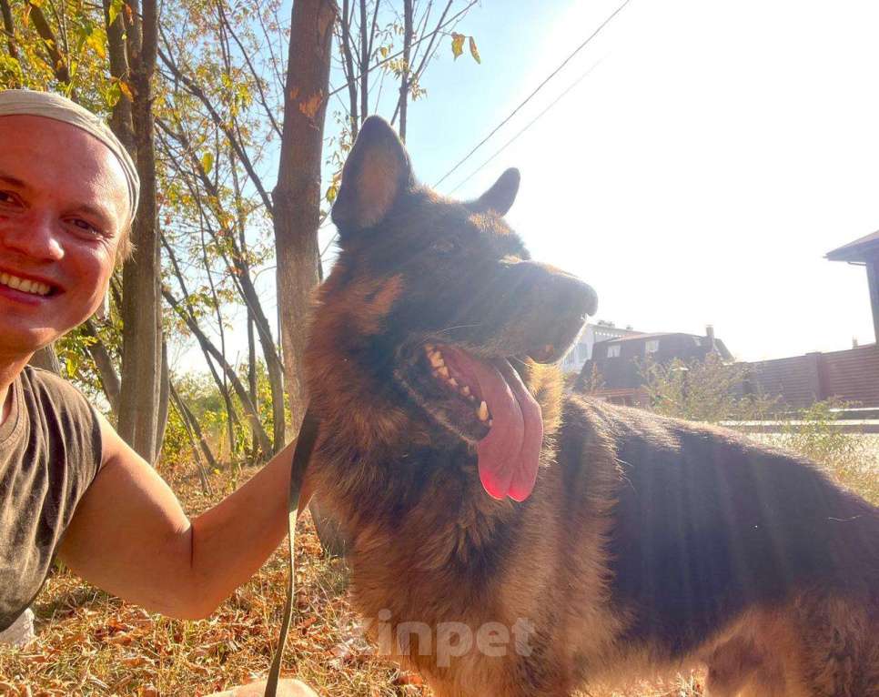 Собаки в Москве: Немецкая овчарка бесплатно Мальчик, Бесплатно - фото 2