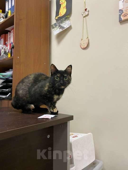 Кошки в Санкт-Петербурге: Сёмга - кошечка шикарного окраса ищет дом Девочка, Бесплатно - фото 2