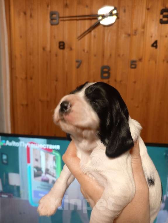 Собаки в других городах Московской области: Щенок русского охотничьего спаниеля Мальчик, 25 000 руб. - фото 1