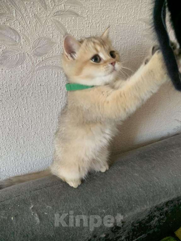 Кошки в Симферополе: Золотые британские девчонки Девочка, 15 000 руб. - фото 2