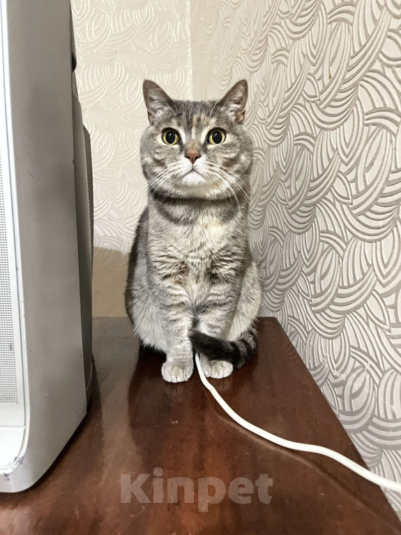 Кошки в Ростове-на-Дону: В добрые руки местика ❤️ Девочка, Бесплатно - фото 3