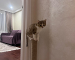 Кошки в Красногорске: Бесплатно Девочка, Бесплатно - фото 6