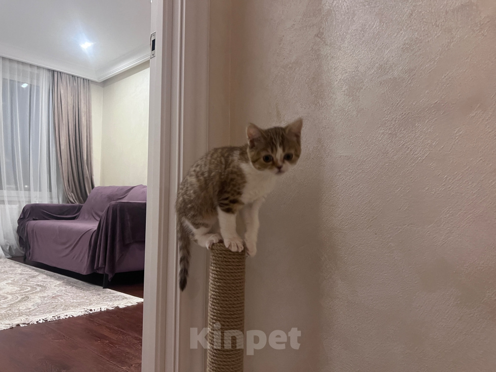 Кошки в Красногорске: Бесплатно Девочка, Бесплатно - фото 6