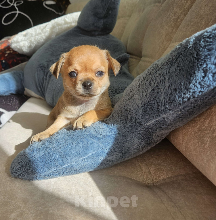 Собаки в Кирове: Девочка чихуахуа 1 Девочка, 20 000 руб. - фото 3