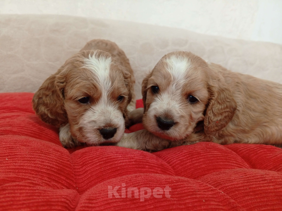 Собаки в Гулькевичах: Мальчик Мальчик, 15 000 руб. - фото 2