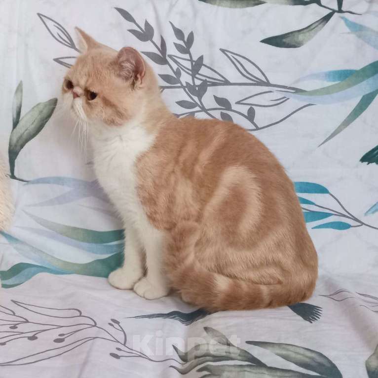 Кошки в Москве: Экзотическая кошка  Девочка, 20 000 руб. - фото 2