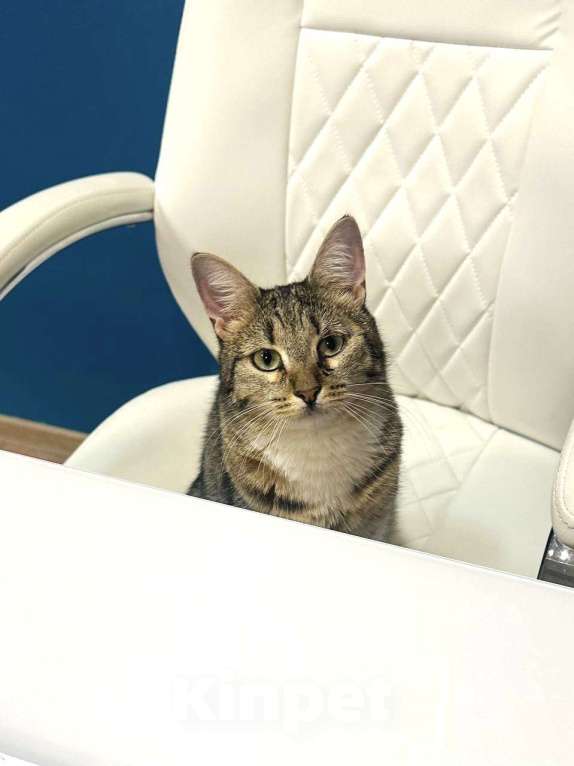 Кошки в Москве: Ищем заботливого, чуткого человека для Лисёны! Девочка, 734 руб. - фото 1