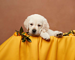 Собаки в Сертолово: Щенки лабрадора из профессионального питомника  Мальчик, Бесплатно - фото 3