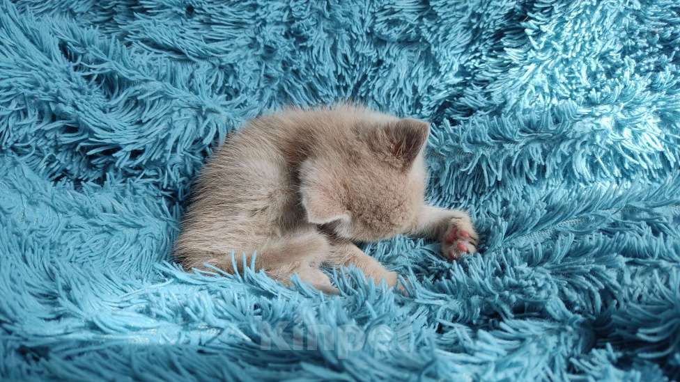 Кошки в Белгороде: Уличный котёнок  Мальчик, Бесплатно - фото 7