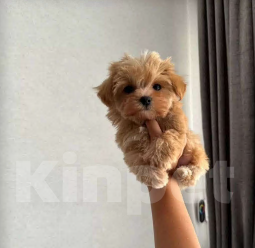 Собаки в Краснодаре: Мальтипу Девочка, 85 000 руб. - фото 1