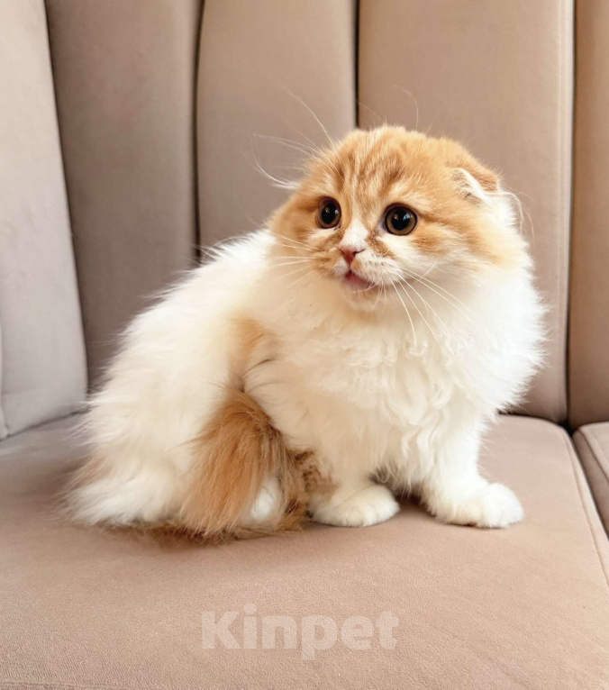 Кошки в Нижнем Новгороде: Шотландская вислоухая кошечка Девочка, 15 000 руб. - фото 2